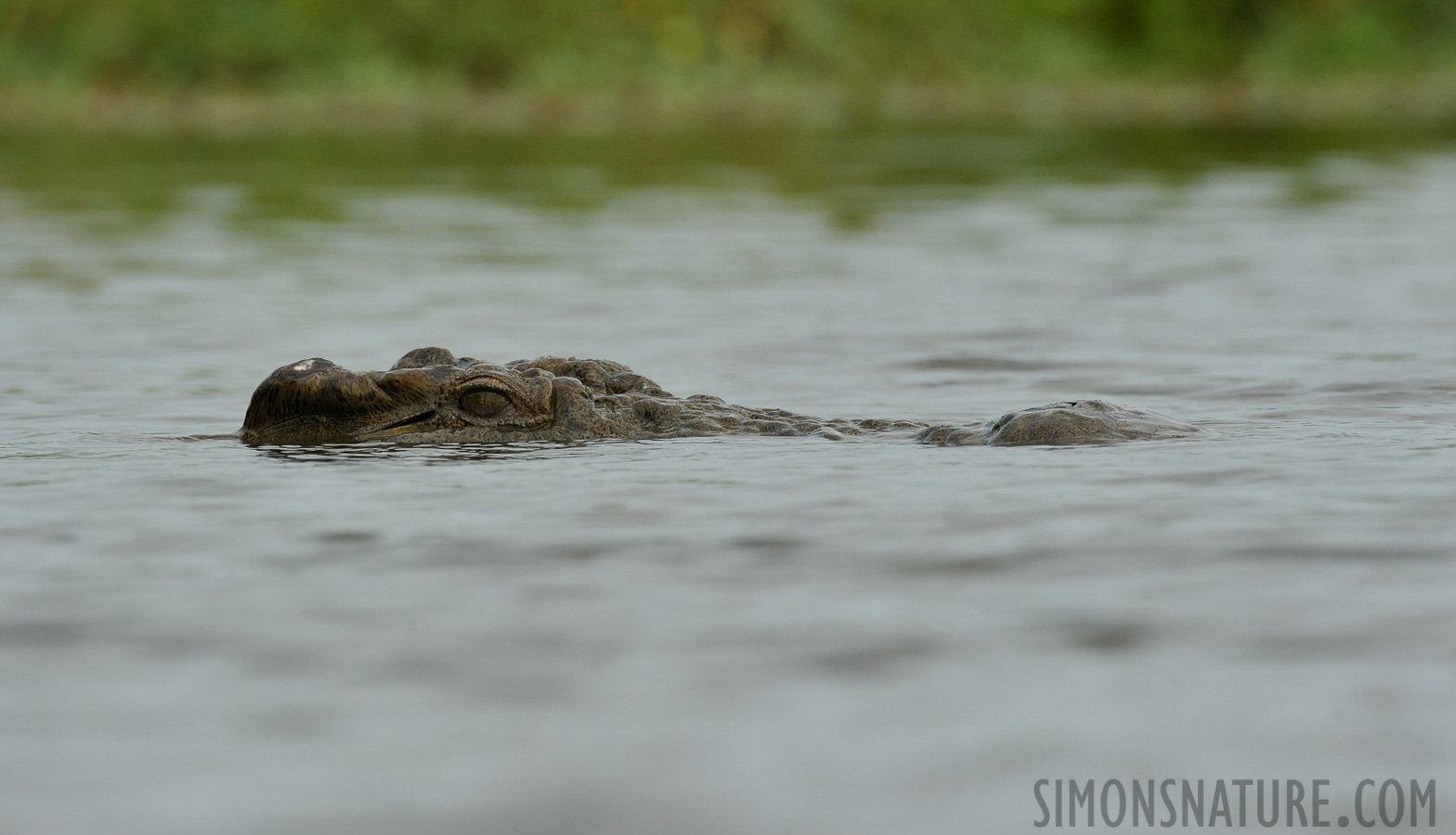 Crocodylus niloticus cowiei [550 mm, 1/1250 Sek. bei f / 10, ISO 1000]